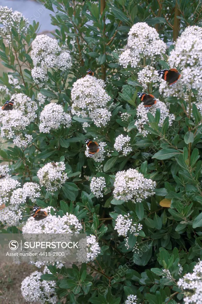 Red admiral migrating in August Bréhat island France