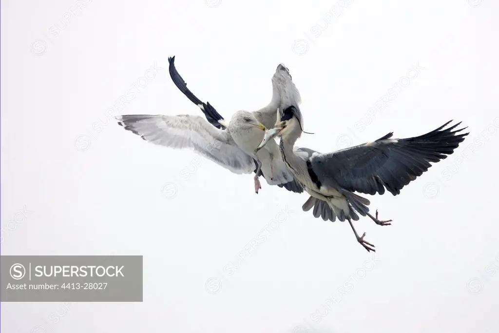 Grey heron and herring gull discussing a prey in flight