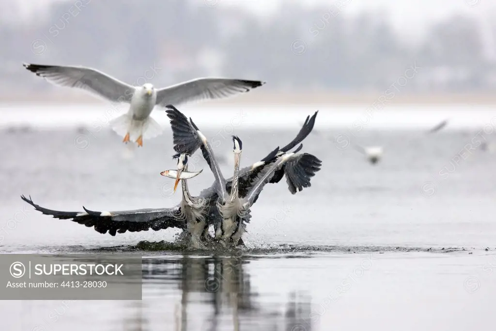 Grey herons and herring gull discussing a prey