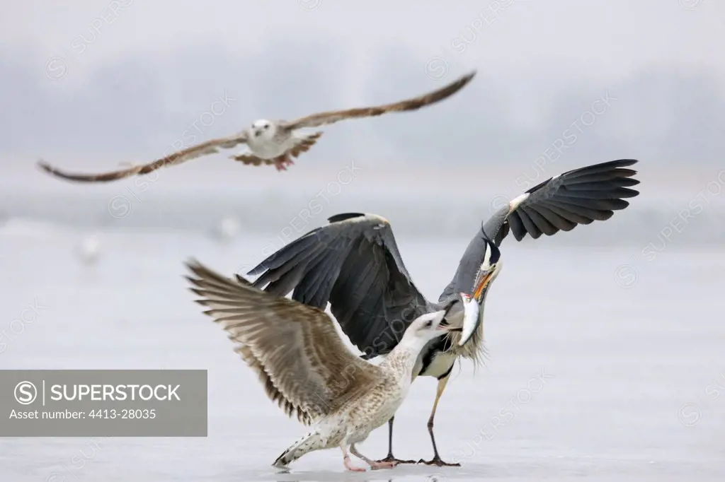 Young of gull attacking a grey heron with its prey