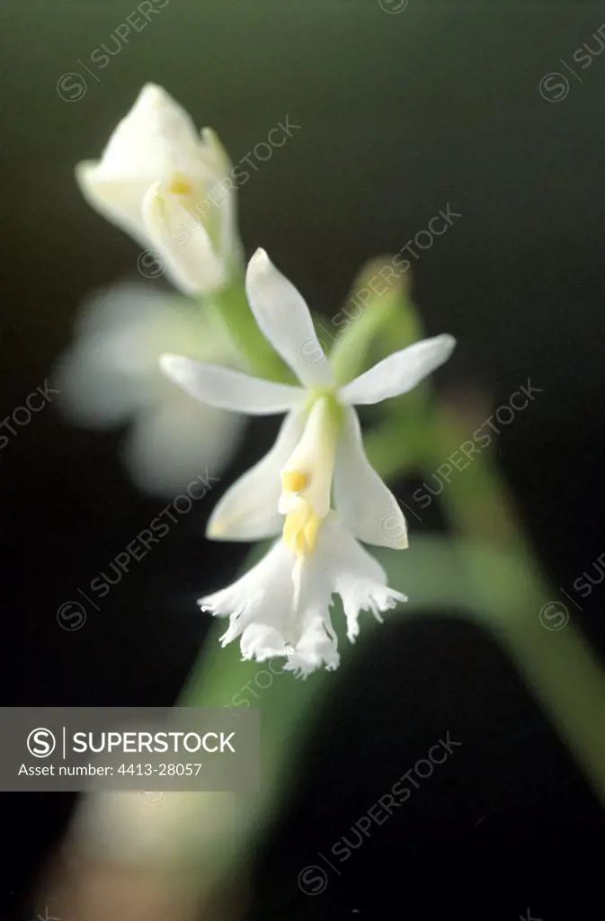 Guadeloupe orchis
