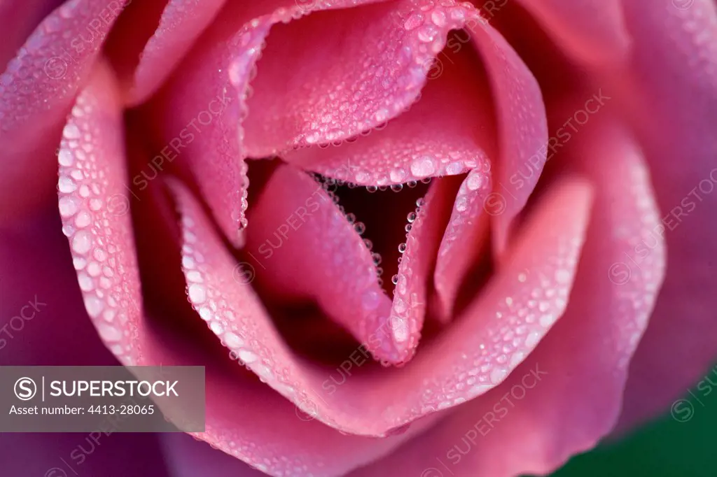 Dew drops on Rose petals Germany