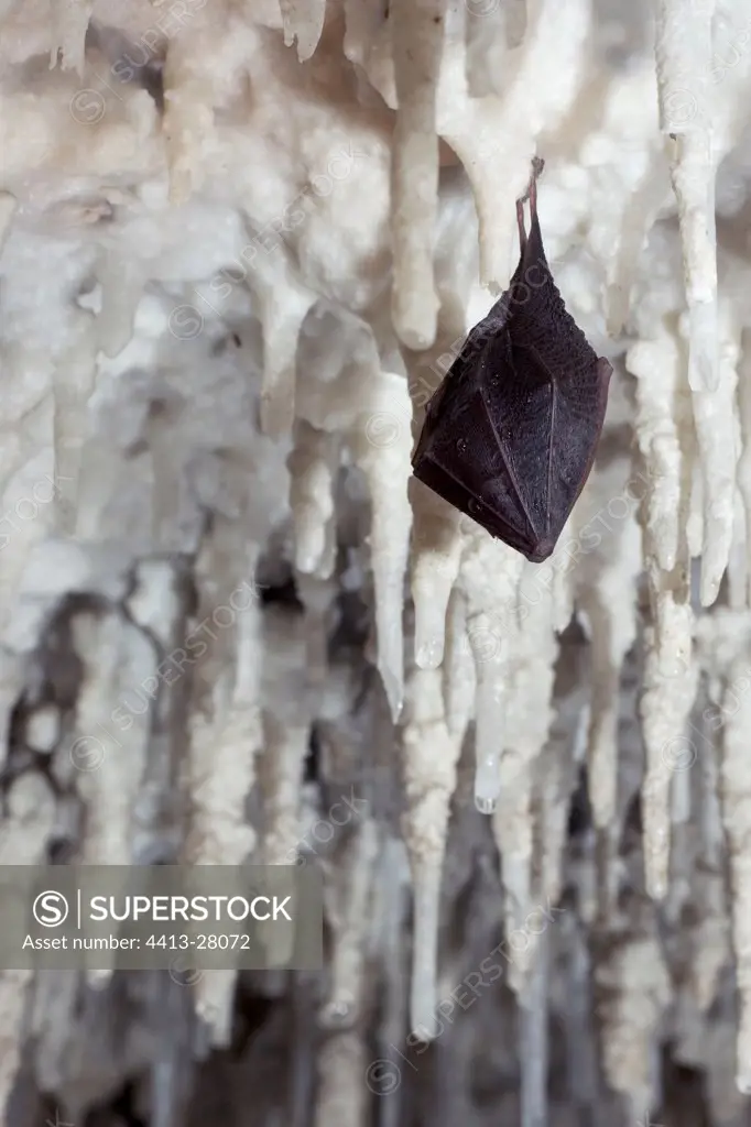 Lesser horseshoe bat hibernating in a cave Italy
