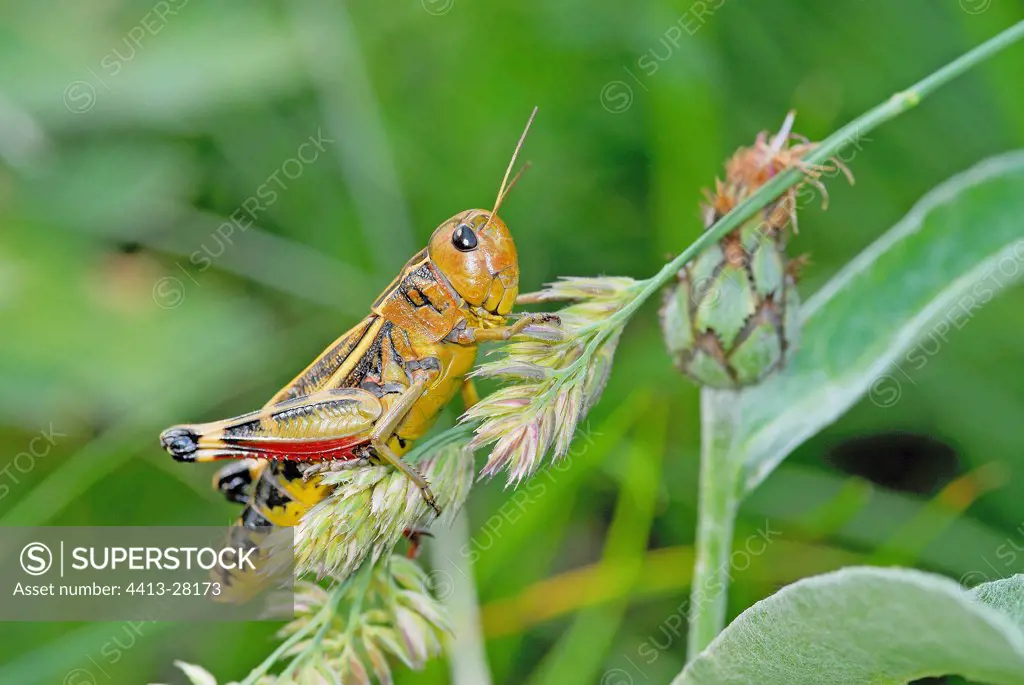 Locust in the grasses France