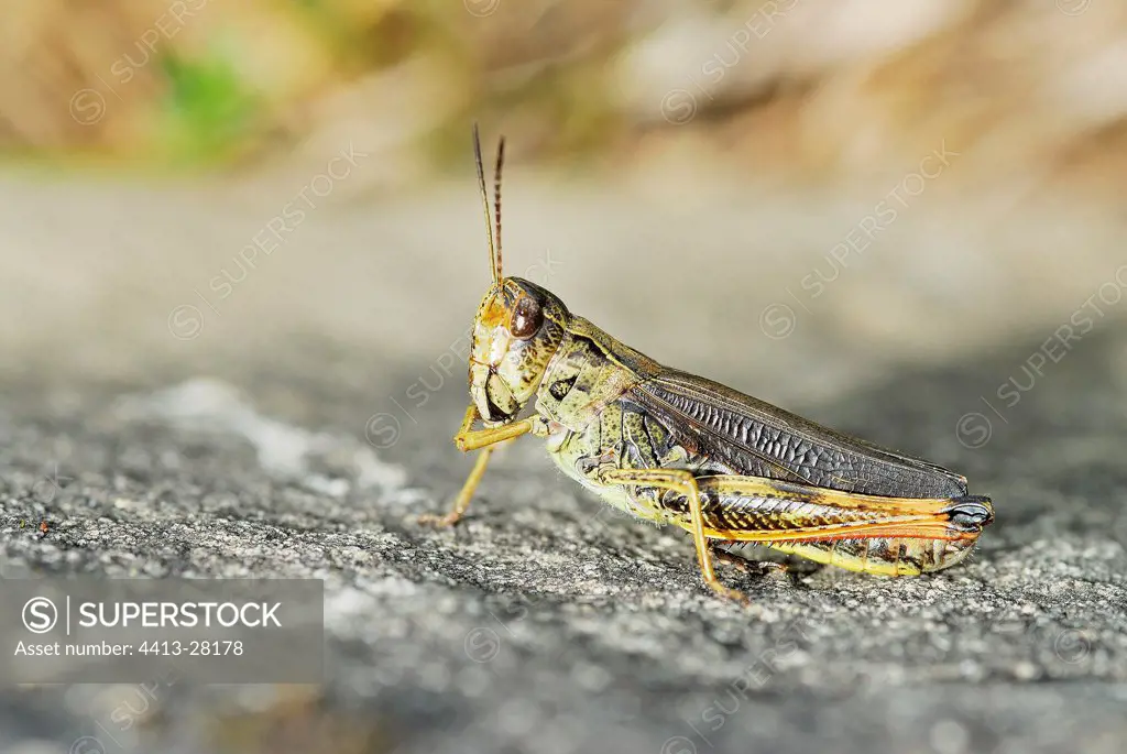Locust on a rock France