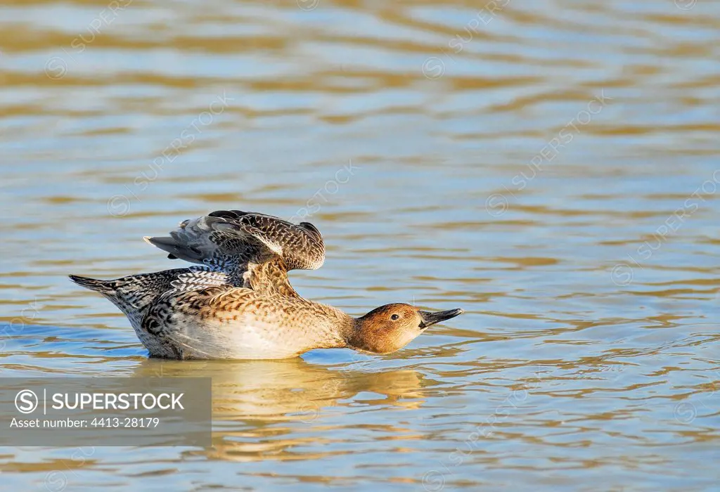 Eurasian Wigeon female spreading his wings France