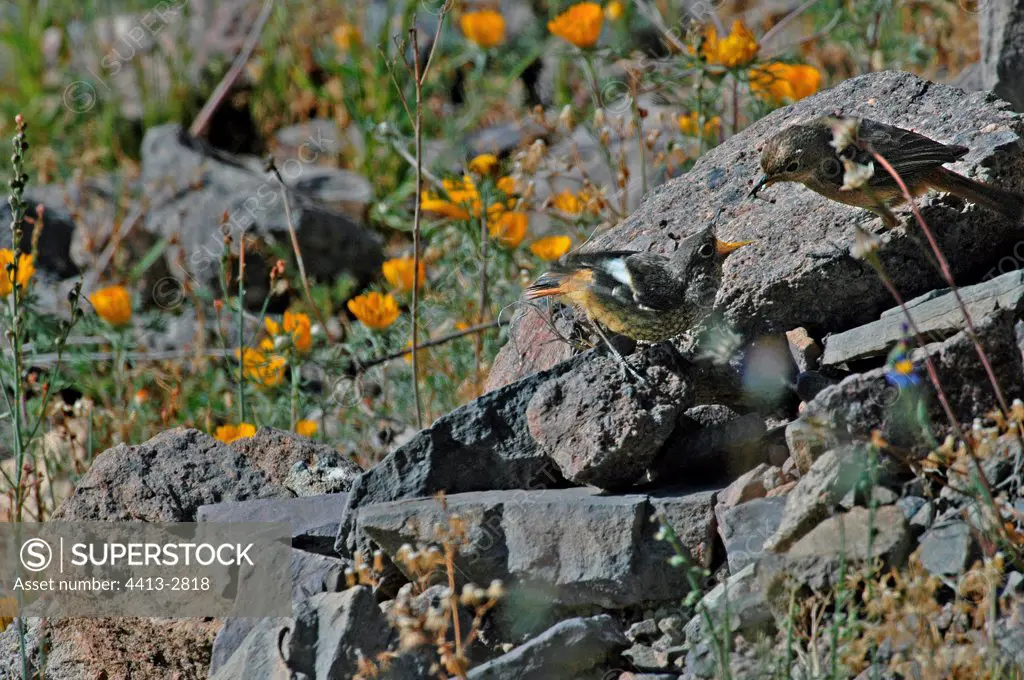 Female Moussier's redstart on a rock Morocco