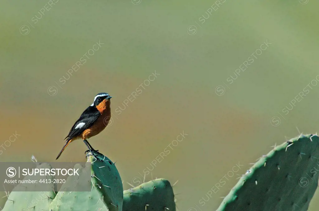 Male Moussier's redstart on a fig tree Morocco