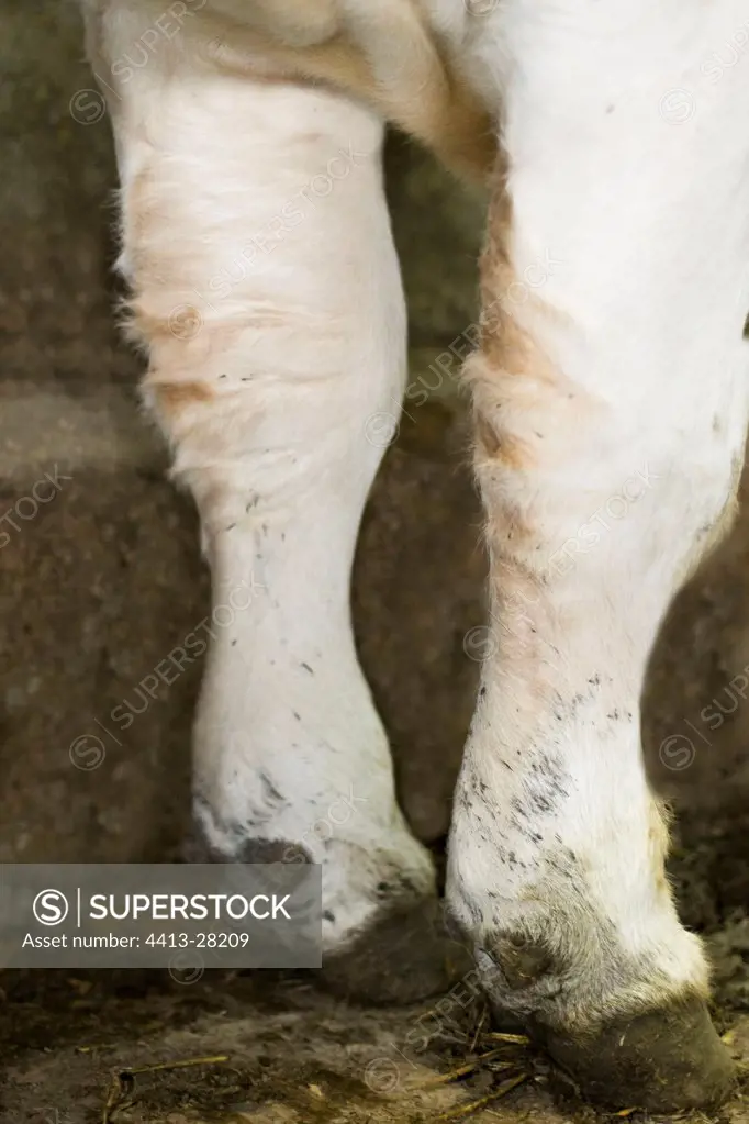 Paws of a Cow suffering from Blue tongue disease France