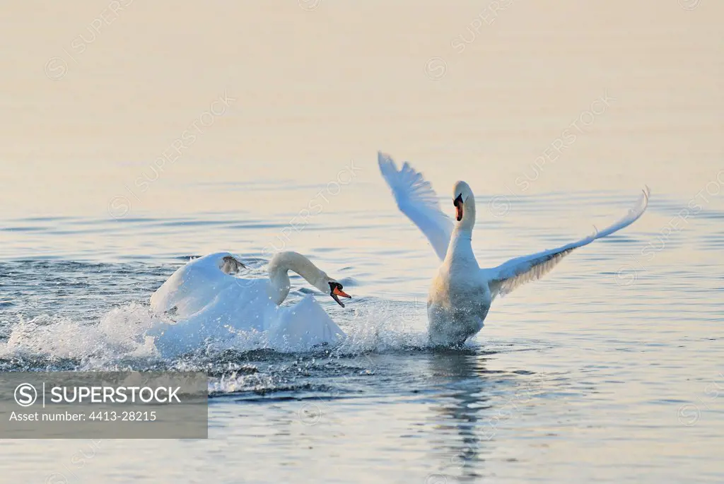 Fights Mute Swans in period of rut France