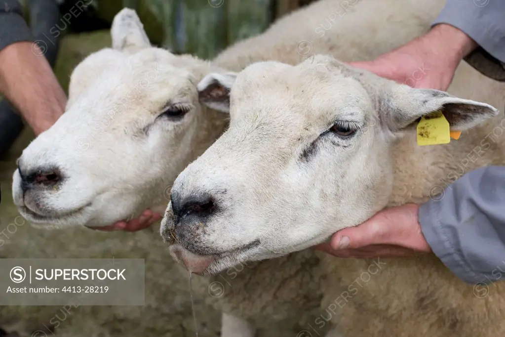 Healthy Sheep and Sheep with Blue tongue disease France