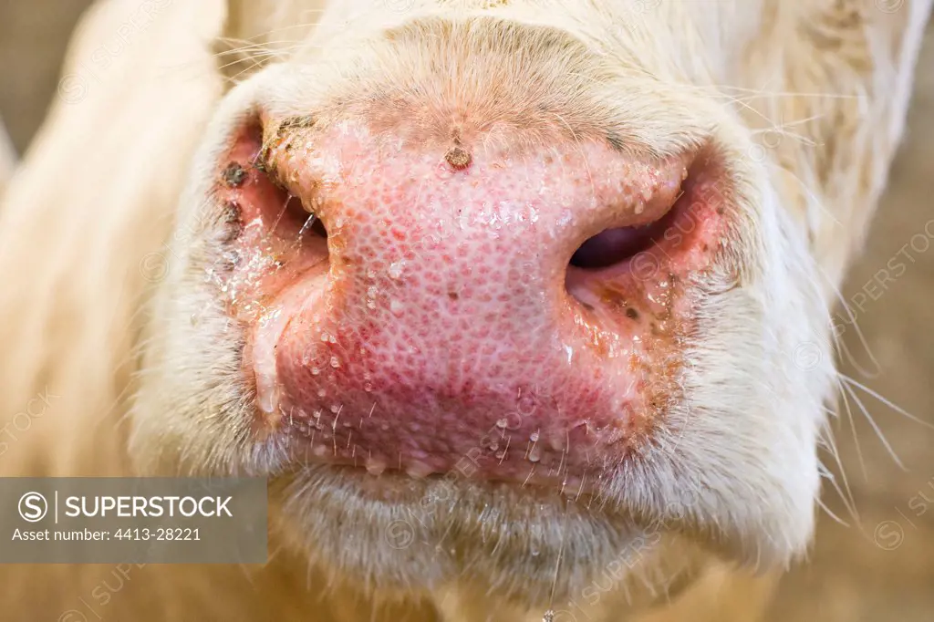 Snout of a Cow suffering from Blue tongue disease France