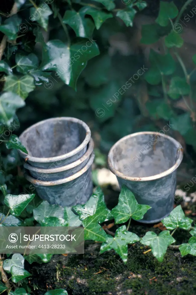Metal flowerpots under English Ivy France