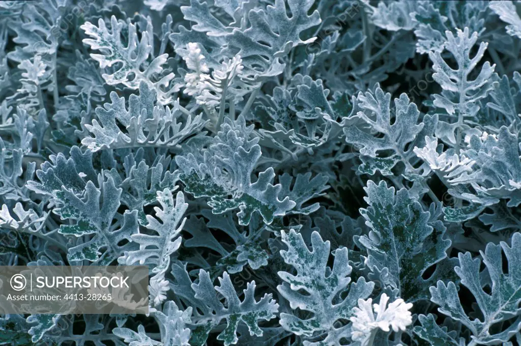 Foliage of a Dusty Miller France