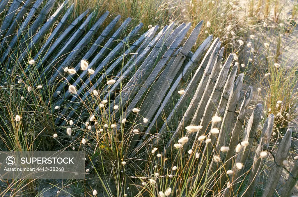 Lattice fence protecting dune plants Brittany France