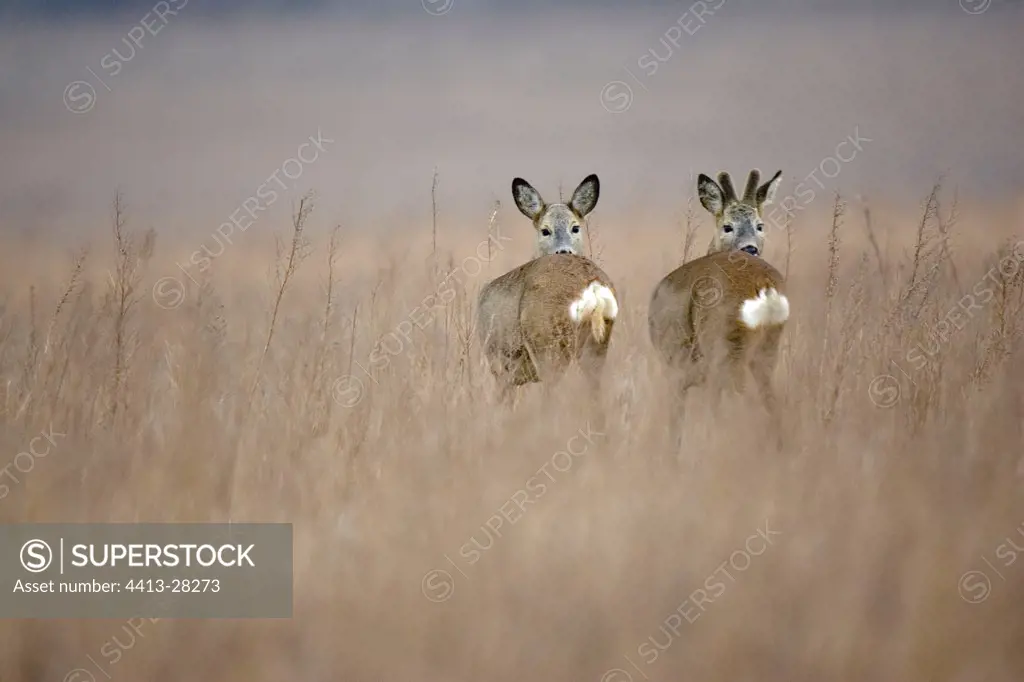 Couple of Roe-deers on the alert Germany