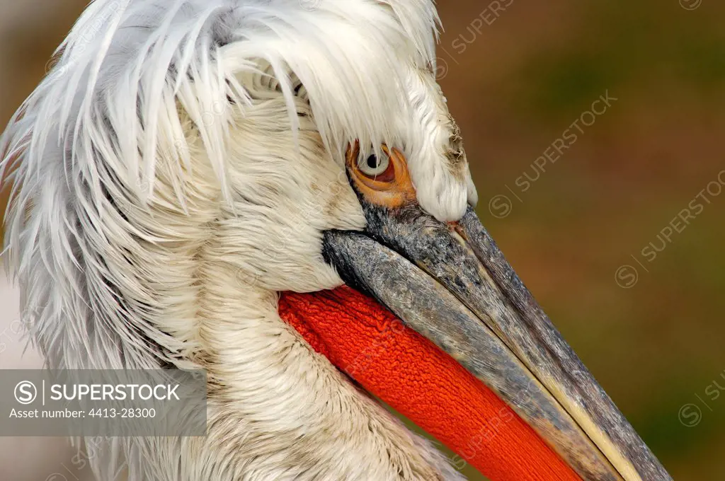 Male curly pelican in period of reproduction Zoo France