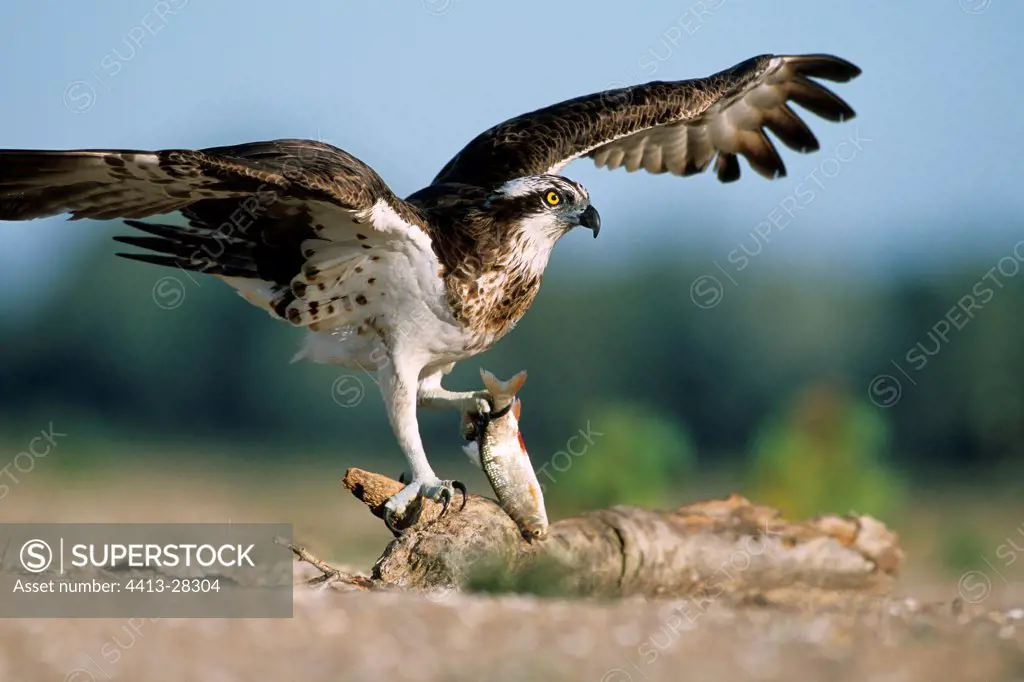 Osprey settling down with a Fish in its claws France