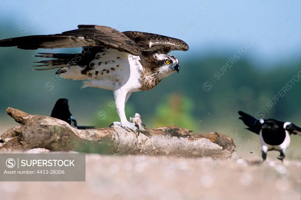 Osprey intimidating a Black-billed Magpie France