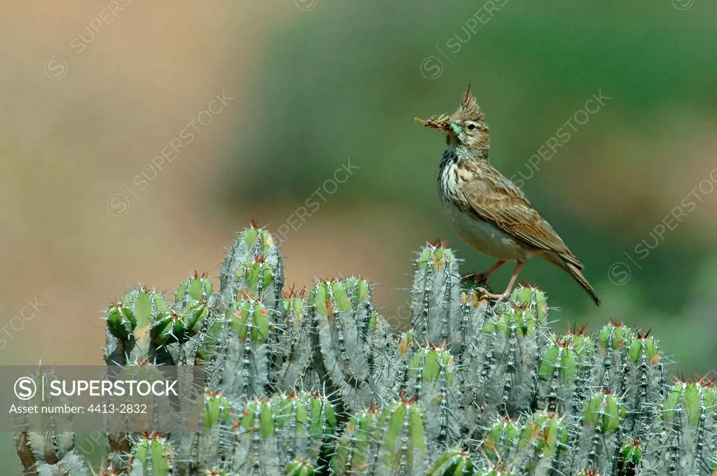 Thekla lark with a prey in the beak Morocco