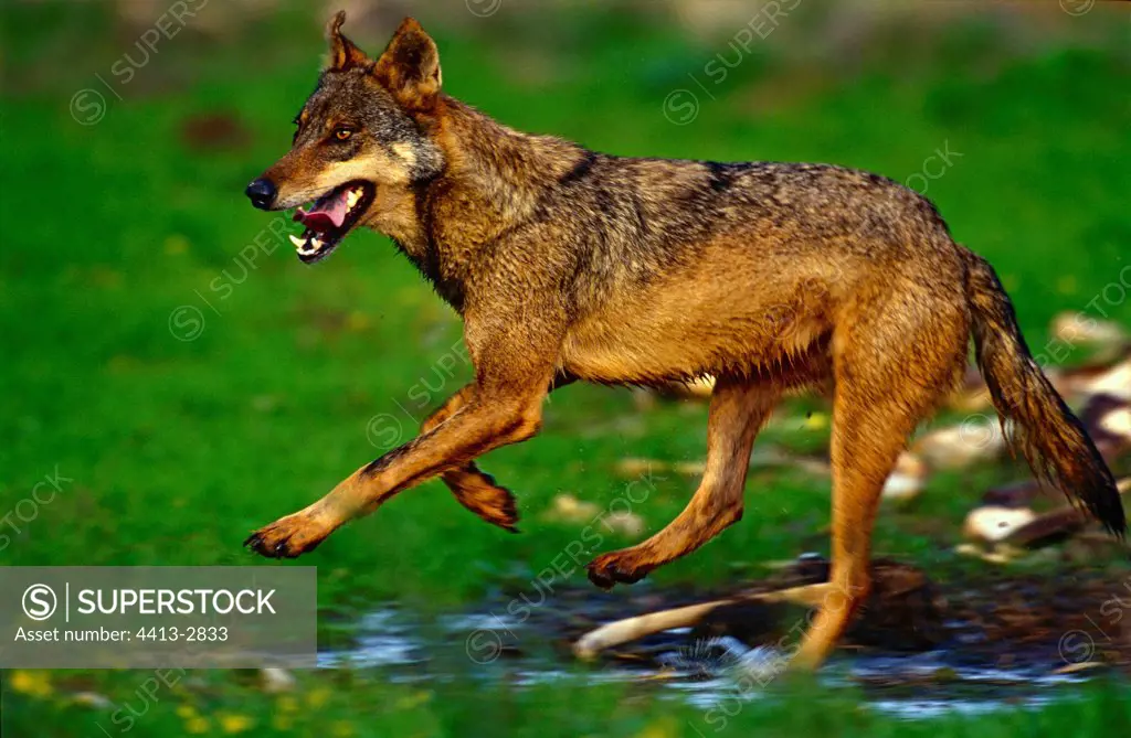 Iberian Wolf running close to a prey Spain