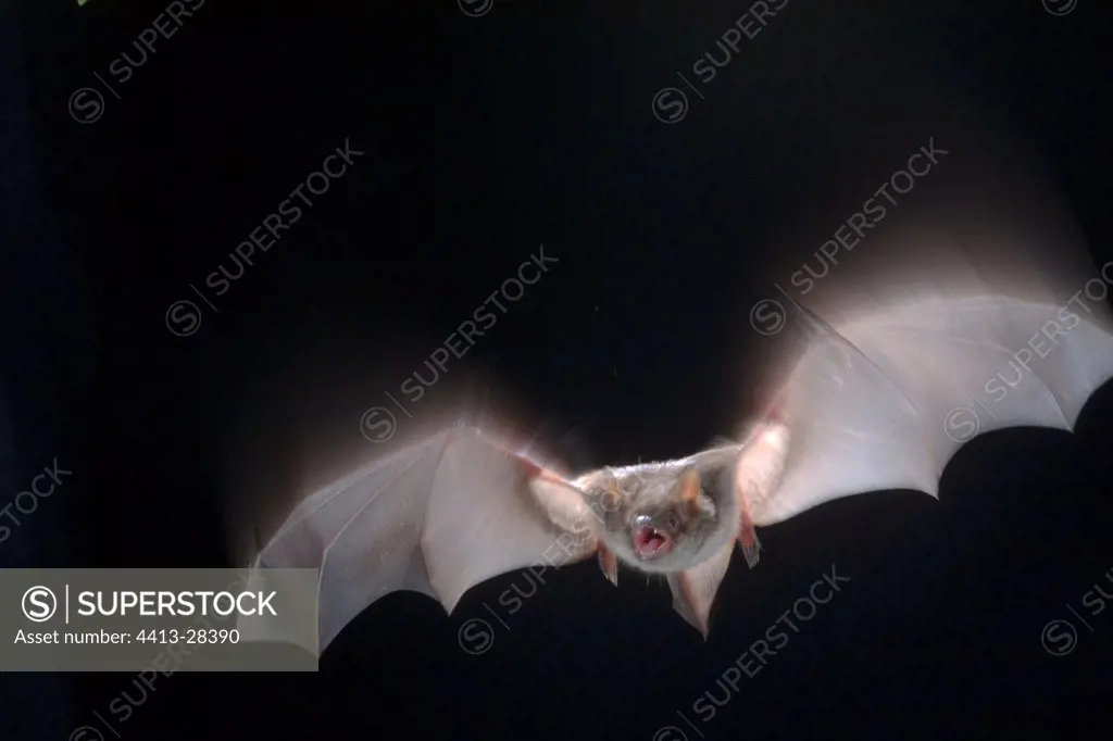 Pond Bat flying in the middle of the night Germany