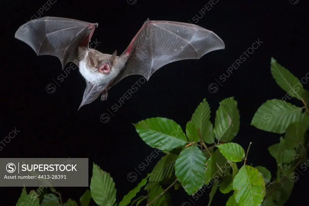 Pond Bat flying in the middle of the night Germany