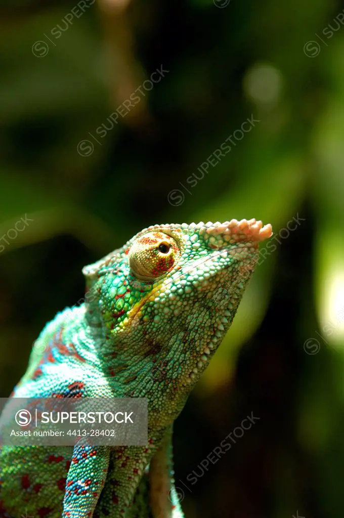 Portrait of Panther Chameleon Madagascar
