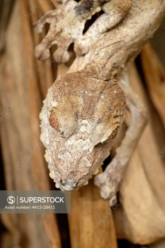 Common Flat-tailed Gecko Madagascar