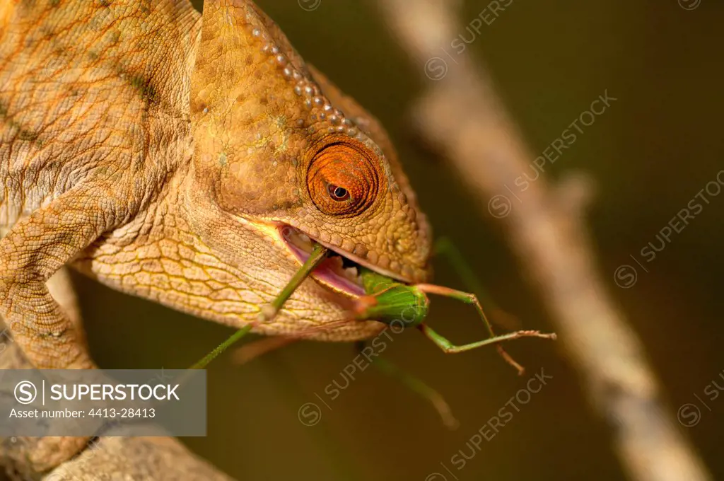 Young Parson's Chameleon eating a locust Madagascar