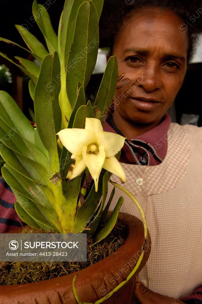 Orchid Angraecum flower market in Antananarivo