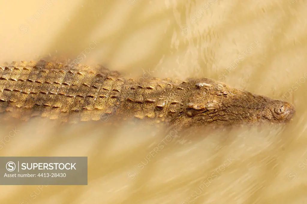 Nile Crocodile swiming Madagascar