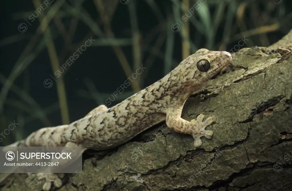 Gecko fixed on the bark of a trunk Terrarium France