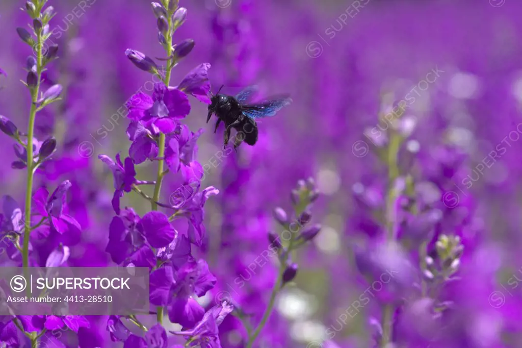 Carpenter bee flying in the middle of flowers Bulgaria