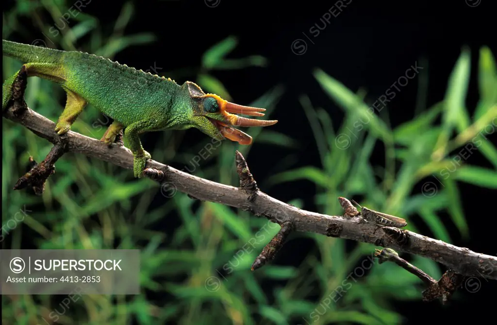 Chameleon capturing his prey Terrarium France