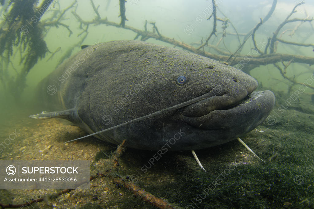 Wels catfish (Silurus glanis) at the bottom of the river Cher at rest -  city of Noyers sur Cher - Loir et Cher - France - SuperStock
