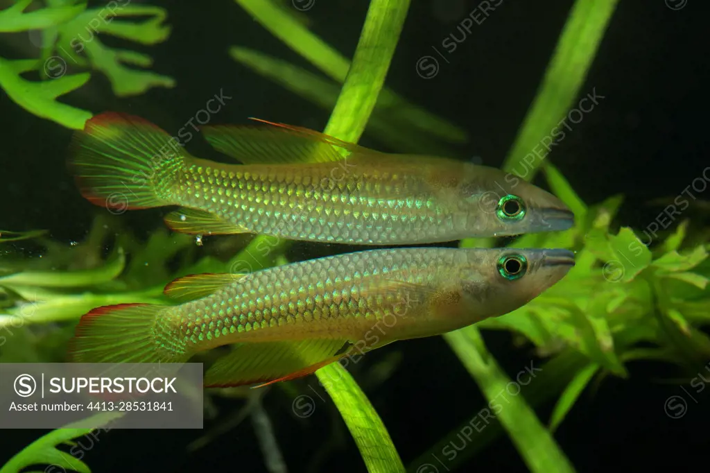 Striped panchax (Aplocheilus lineatus) male gold under the surface and its reflection