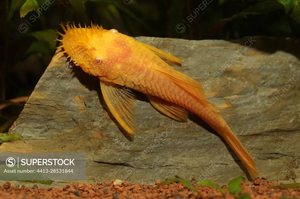 Albino Bushymouth Catfish (Ancistrus dolichopterus) 'gold' male on stone in aquarium