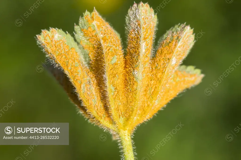 Rsut (Trachyspora intrusa) on Lady's Mantle (Alchemilla sp) leaf, Hautes chaumes, Hohneck, Vosges, France