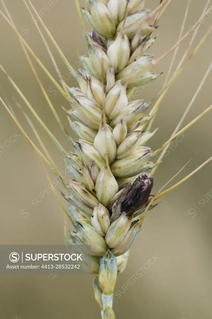 Ergot of rye (Claviceps purpurea), parasitic fungus on cereals, on an ear of wheat (Triticum sp), Carriere de Villey Saint-Etienne, Lorraine, France