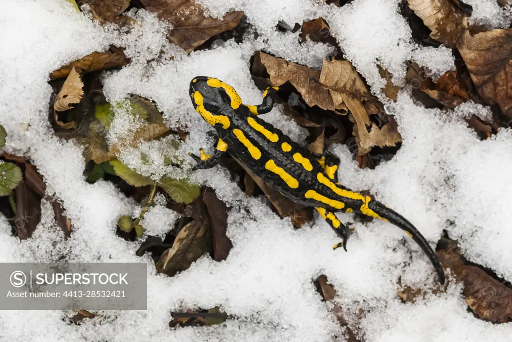 Barred Fire Salamander (Salamandra salamandra terrestris), walking on snow, Vallon de bellefontaine, Champigneulles, Lorraine, France