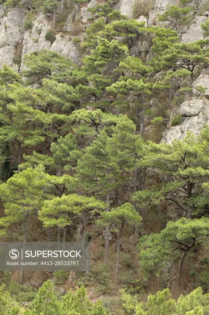 Salzmann pine (Pinus nigra salzmannii), Saint-Guilhem-le-Desert, Herault, France