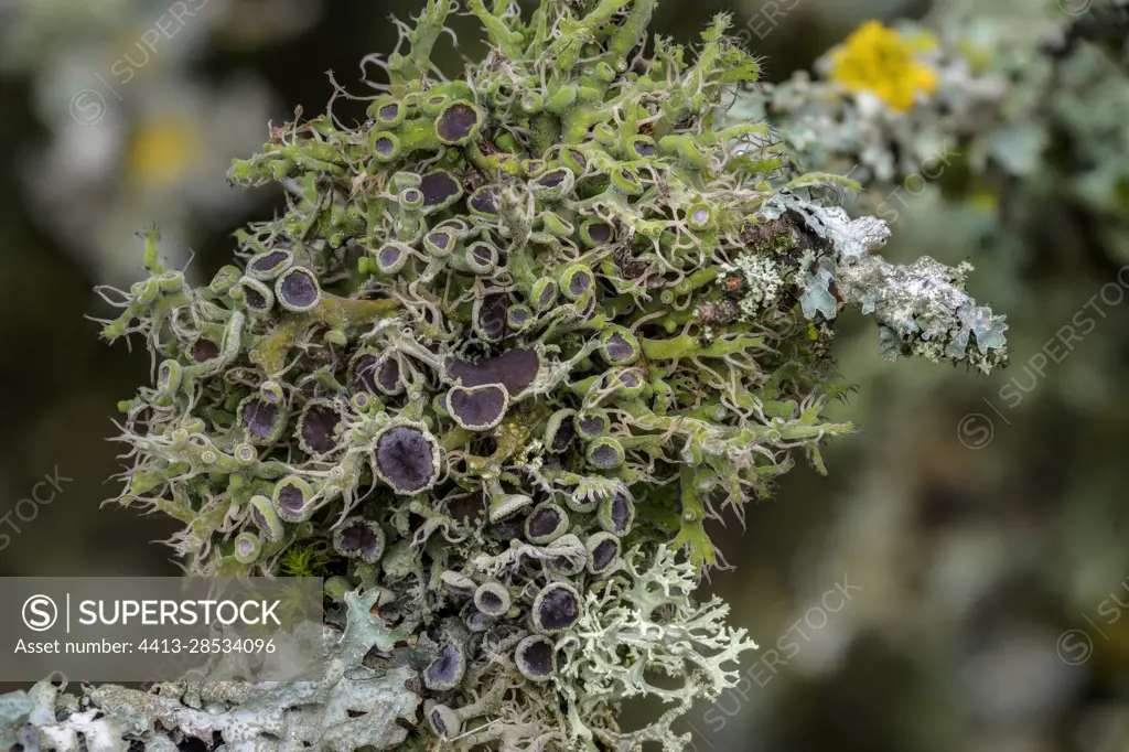 Fruticose and foliaceous lichens on low branches of forest edges, Great ciliated lichen (Anaptychia ciliaris), which can be identified by its large apothecia and greenish ciliated thallus, is a fruticose lichen - in grey, Hammered shield lichen (Parmelia sulcata), lichen with a foliaceous thallus, tolerant of moderate pollution, it is a bio-indicator of atmospheric pollution Ecologists use its capacity to accumulate metals, radioelements and organic pollutants, PNR du Vercors, France