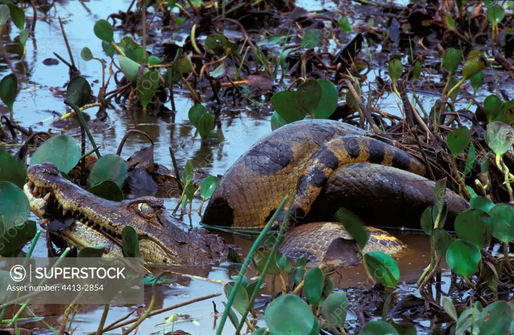 Green anaconda suffocating a common caiman in Llanos