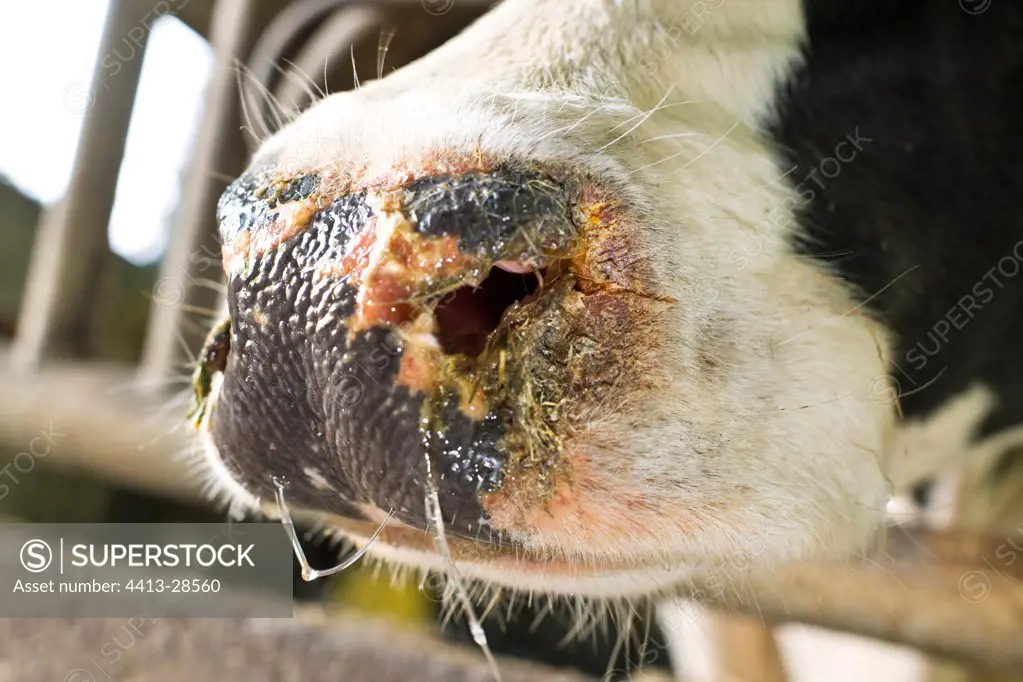 Prim'Holstein cow suffering from the Blue tongue disease