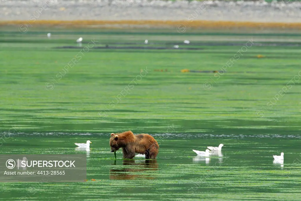 Kodiak Bear in river Kodiak Island Alaska USA