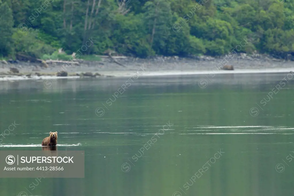 Kodiak Bear in river Kodiak Island Alaska USA