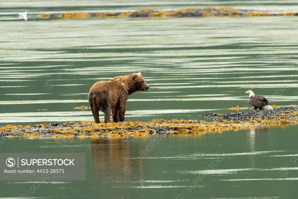 Alaska brown bear and Bald Eagle Kodiak Island