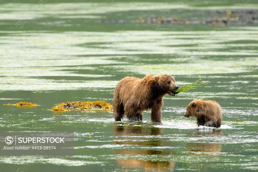 Kodiak Bear female and cub eating algae Kodiak Island