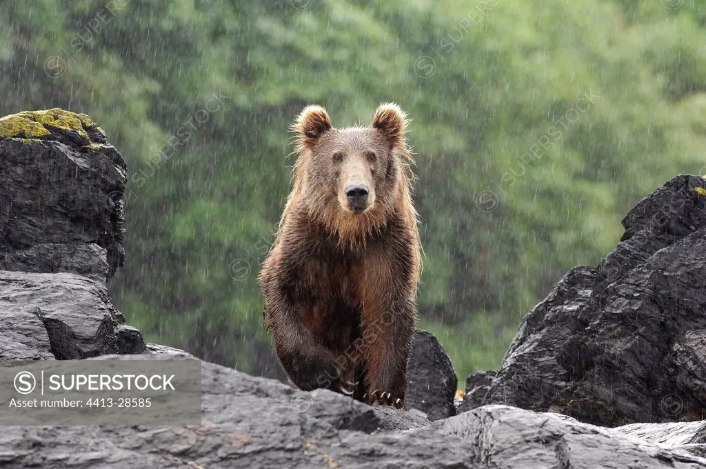 Kodiak Bear under the rain Kodiak Island Alaska
